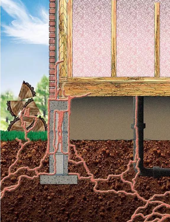  白蟻季節(jié)來(lái)臨，預(yù)防小貼士,郁康